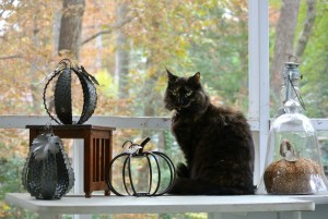 Emily posing with the pumpkins in the fall (1)