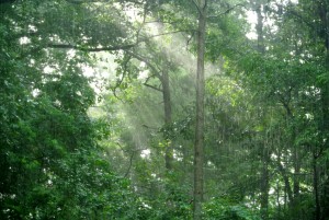 View from the porch during a spring rain (1)