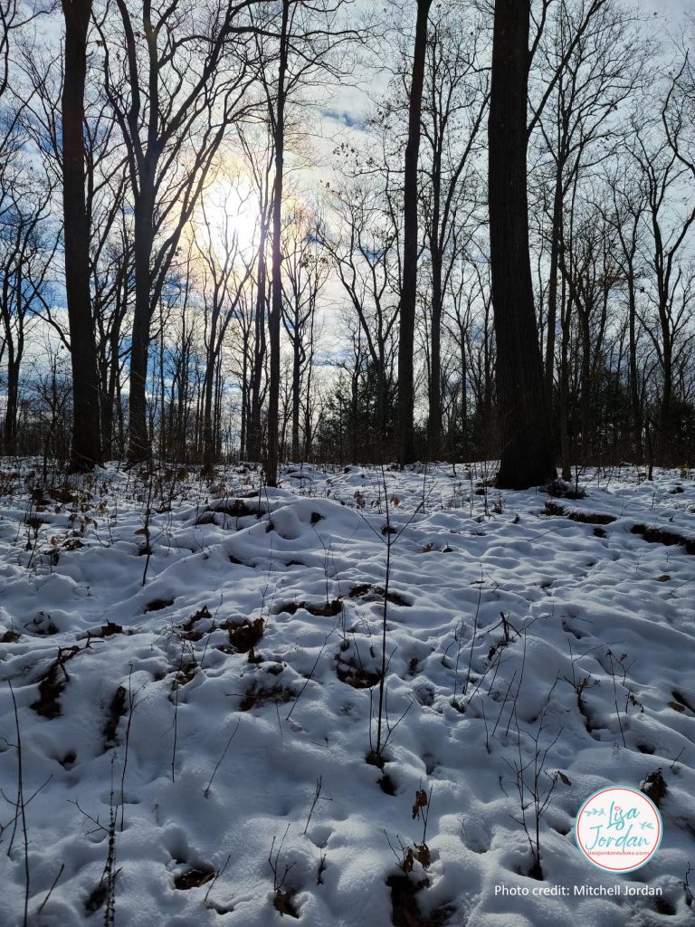 sunlight on snow in the woods