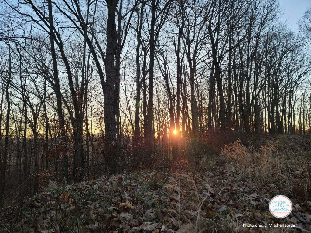 sunlight through bare trees