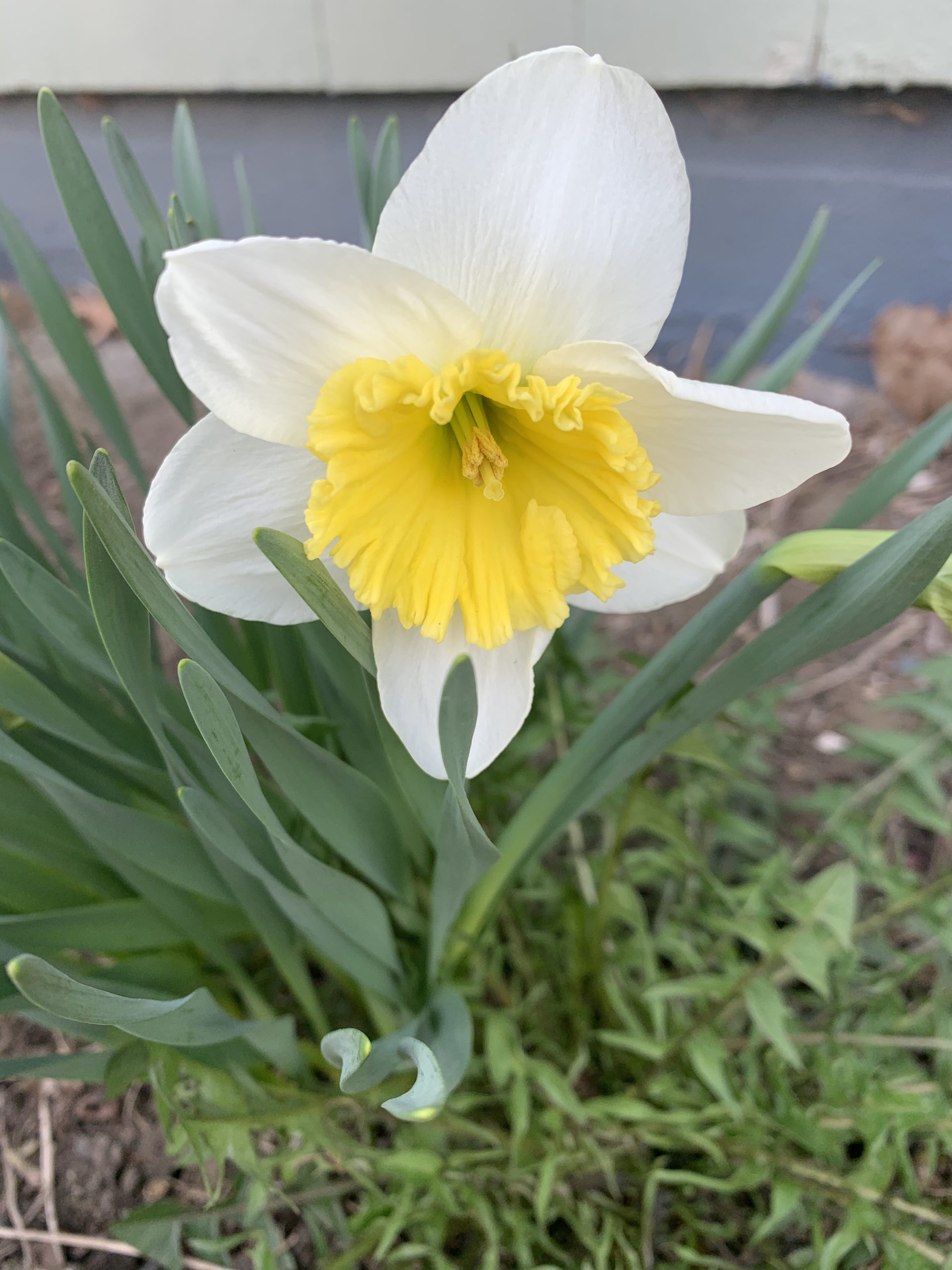 Yellow and white daffodil in the garden at spring time