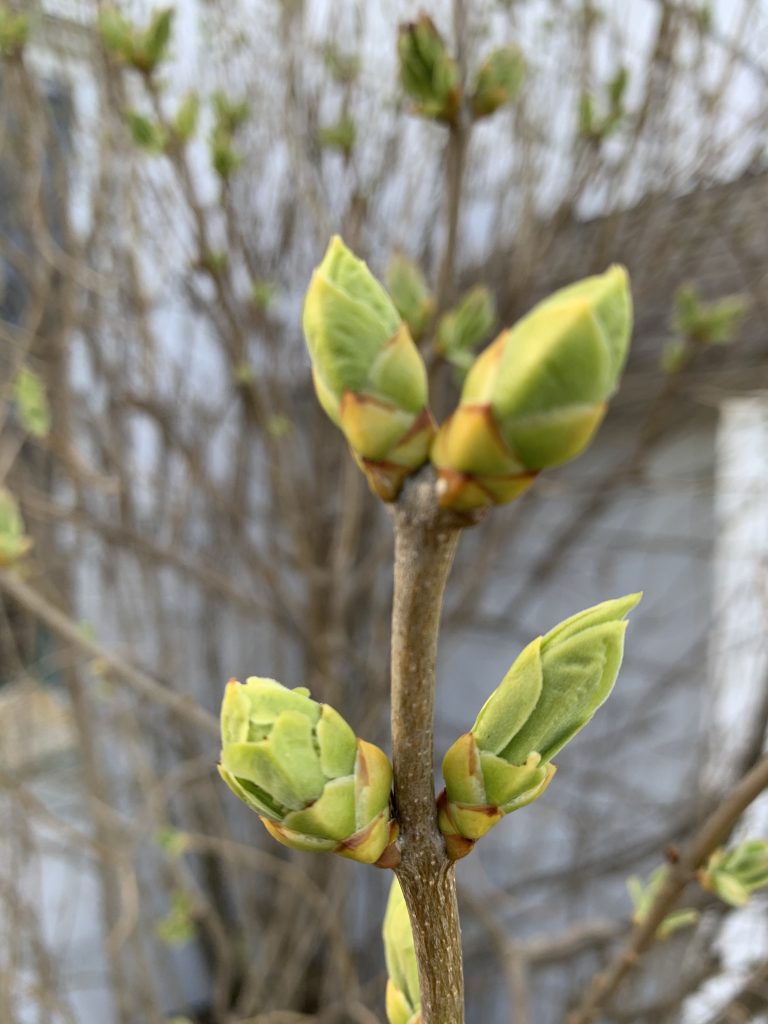 Lilac buds in spring