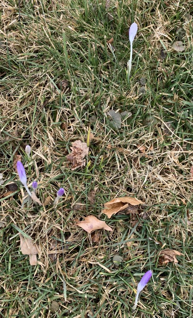 Purple, yellow, white crocuses in spring