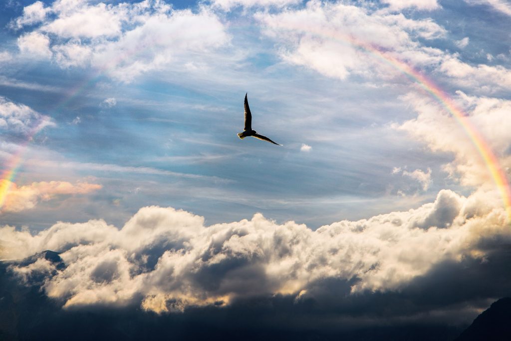 Rainbow over clouds with a bird flying in the sky