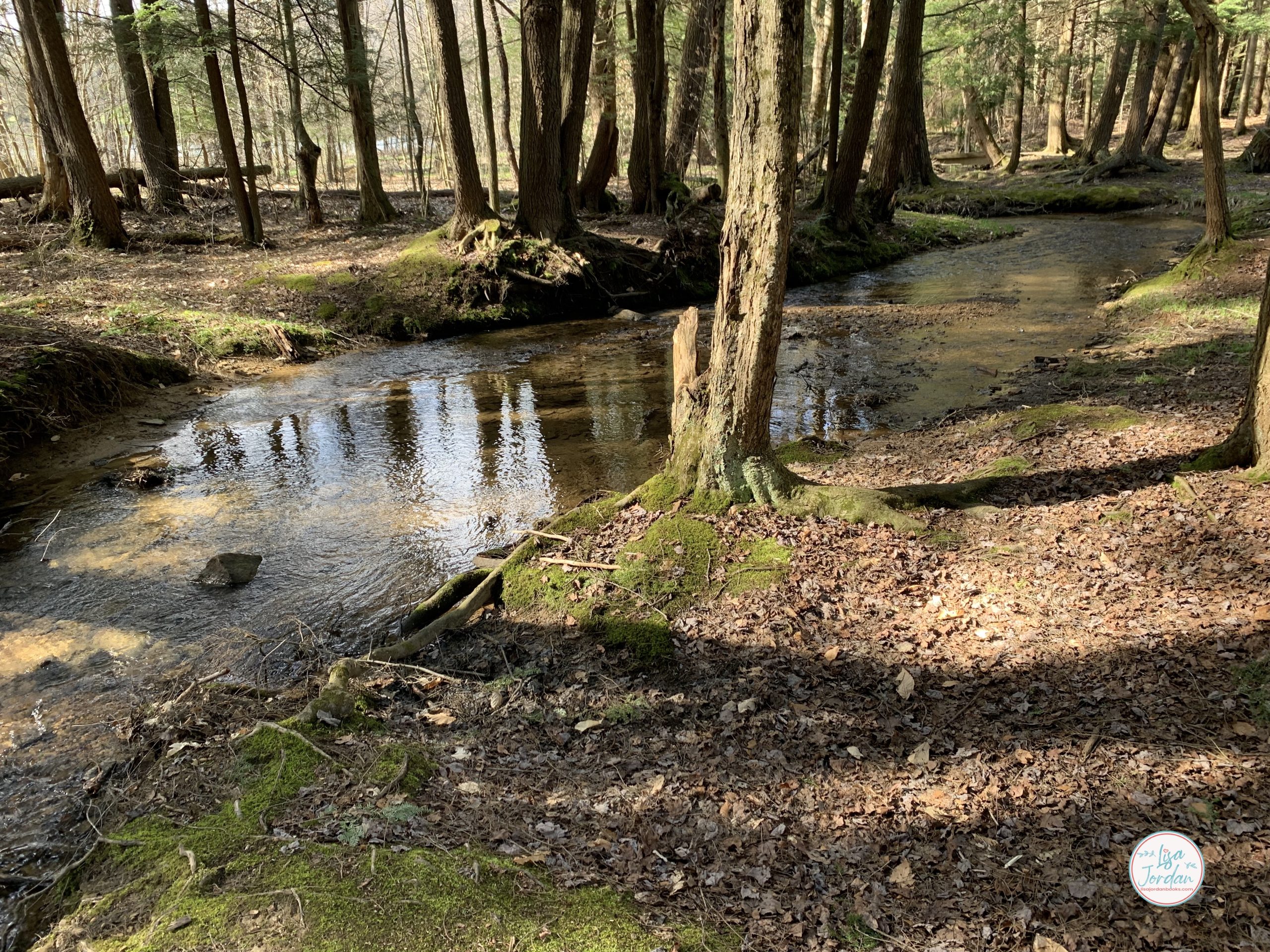 Stream through the woods in early spring