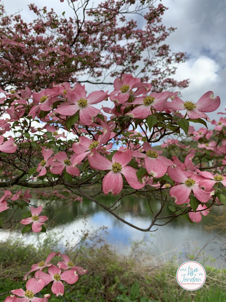 Pink flowering Dogwood tree by the river