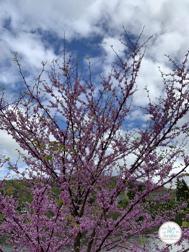 Purple flowering tree by the river