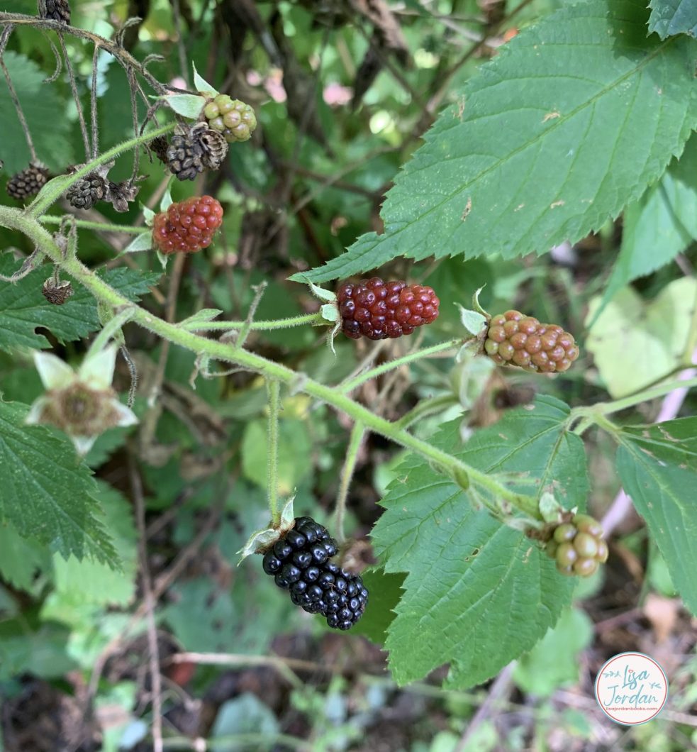 Blackberry bushes ripening in the summertime