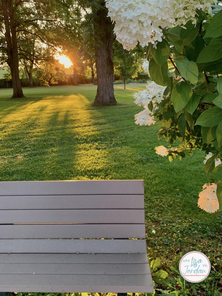 Bench at park with hydrangea bush at sunset