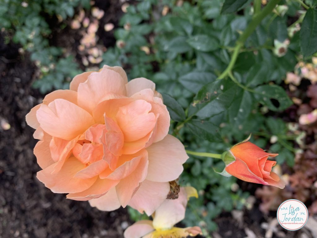 Blooming coral rose with a rosebud and greenery