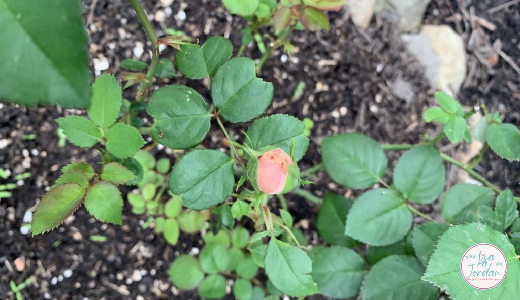 Coral rosebud in a flower bed with greenery
